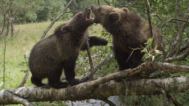 Der Zuschauer ist in der dritten Folge des Vierteilers dabei wie die Bären die Natur erforschen. Das machen sie mit viel Überlegung und vor allem das Weibchen, mit Klugheit. Das Männchen spielt mit seiner Kraft und trainiert, das was er später als „Mann“ können muss: imponieren und Rivalen ausschalten. Dabei ist ihm seine Schwester eine gute Lehrmeisterin, wenn auch nicht adäquate Sparring-Partnerin. – Bild: BR/​Angelika Sigl