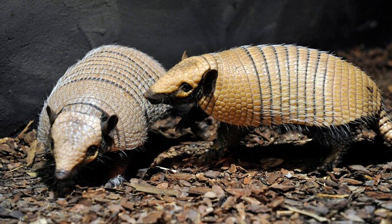 Weißborstengürteltier Oskar (re.) mit Artgenossin im Zoo Berlin – Bild: RBB/​Thomas Ernst