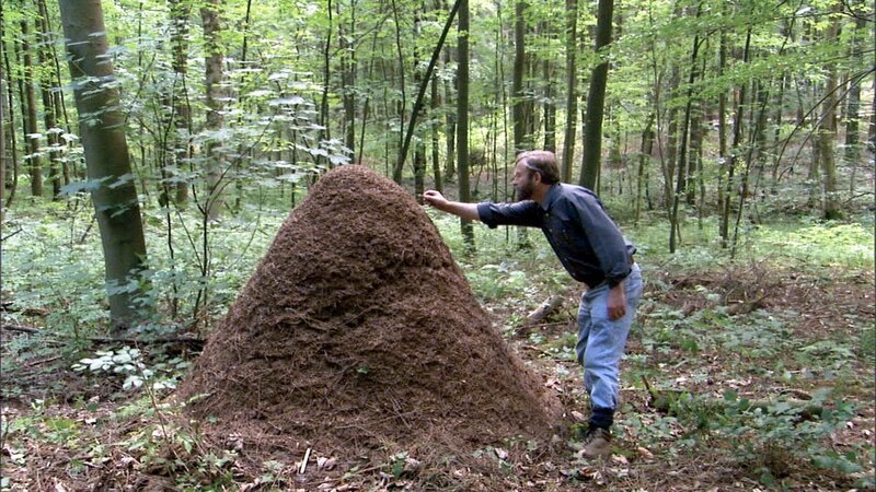 Ameisenberg im Wald. – Bild: ORF/​Adi Mayer Film
