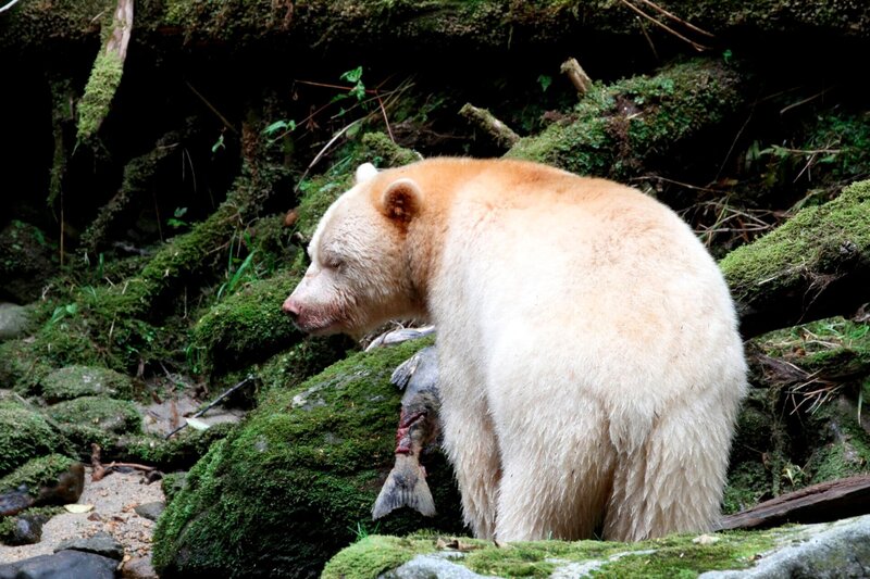 Im Regenwald der Geisterbären – Bild: BR/​Angelika Sigl