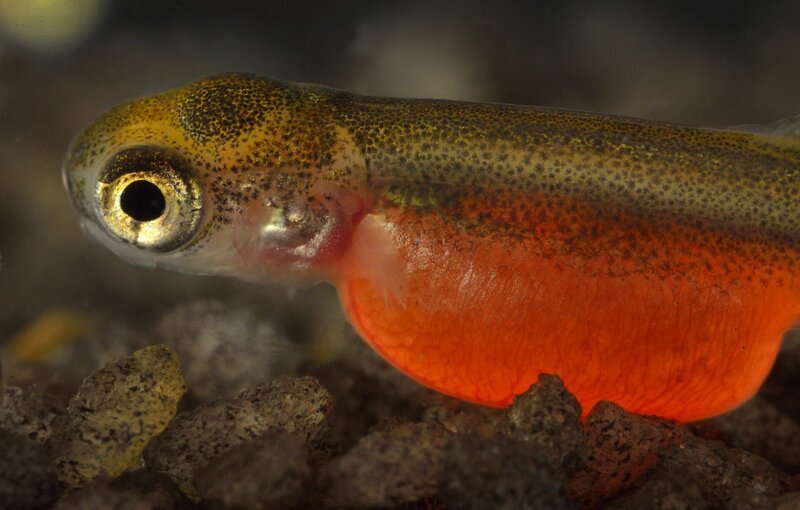 Von allen Lachssorten ist der Rotlachs der wertvollste Fisch seiner Gattung. – Bild: ZDF und NIKOLAY SHPILENOK