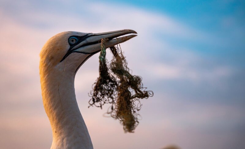 Immer häufiger bauen Basstölpel Teile von Fischernetzen und anderen Plastikmüll in ihre Nester ein. – Bild: 3sat
