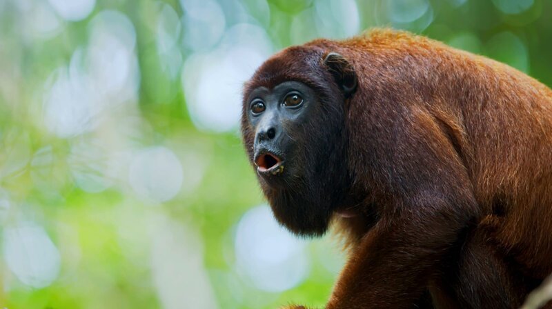 Rote Brüllaffen zählen zu den lautesten Tieren der Welt. – Bild: Phoenix/​ZDF/​Blink Films/​Wildlife 24