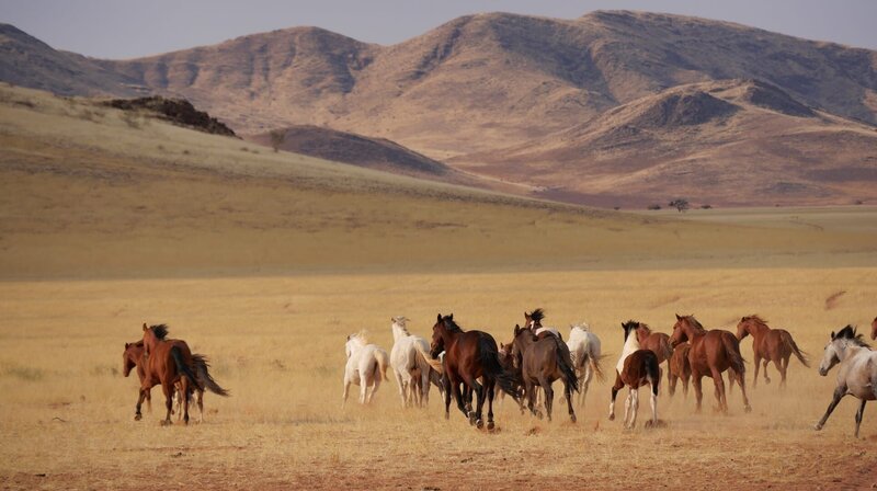 In der südlichen Namib leben noch Pferde in völliger Freiheit, ohne Kontakt zum Menschen. Farmer Wulff Izko kreuzt die Wildpferde mit europäischen Rassen, um geeignete Reittiere für seine Wüstenfarm zu erhalten. – Bild: NDR/Extravista/Erik Lötsch In der südlichen Namib leben noch Pferde in völliger Freiheit, ohne Kontakt zum Menschen. Farmer Wulff Izko kreuzt die Wildpferde mit europäischen Rassen, um geeignete Reittiere für seine Wüstenfarm zu erhalten. – Bild: NDR/Extravista/Erik Lötsch