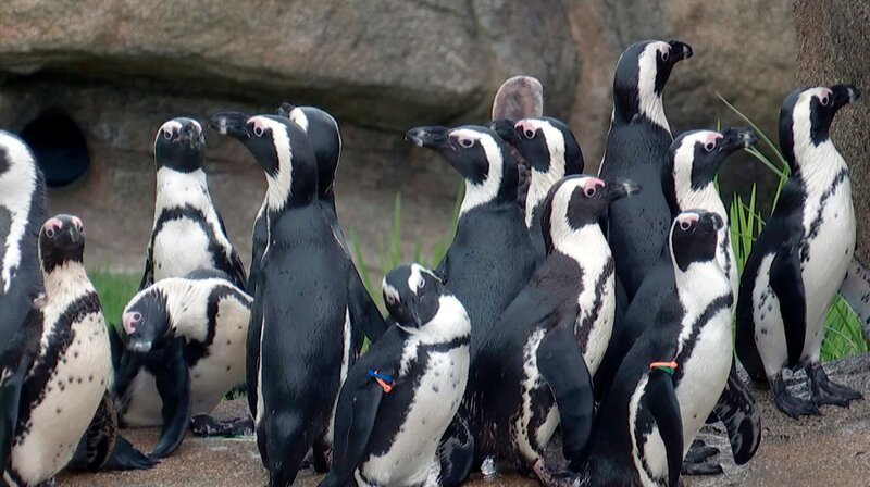Die Pinguine aus dem Kronberger Opel-Zoo. – Bild: HR