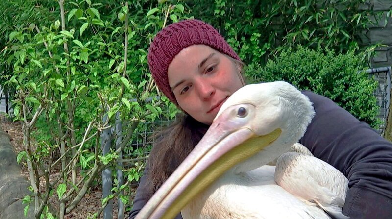 Pelikandame Dori mit ihrer Pflegerin Ronja. – Bild: HR