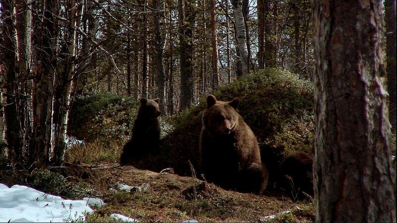 Eine Braunbär-Mutter mit ihren Jungen. – Bild: RTL /​ Loke Film /​ Die Berge