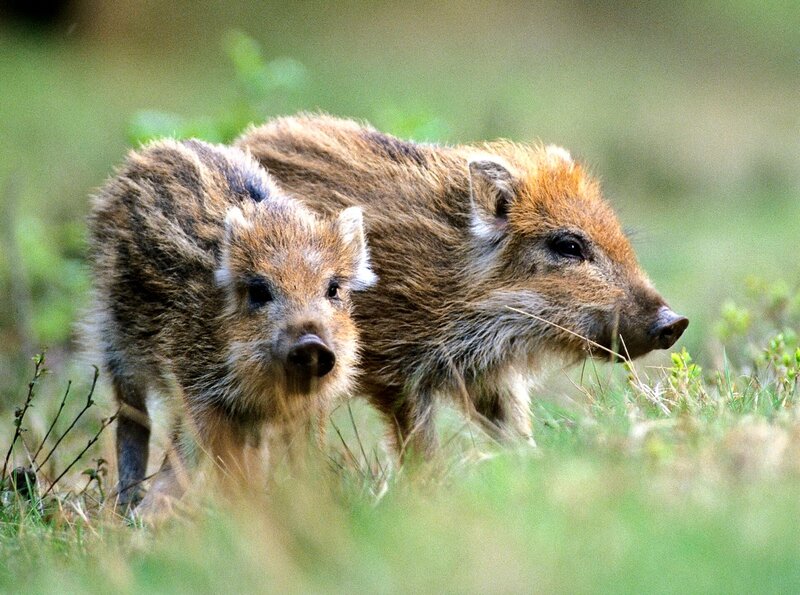 Das Weserbergland – Bild: HR/​NDR/​Jürgen Borris