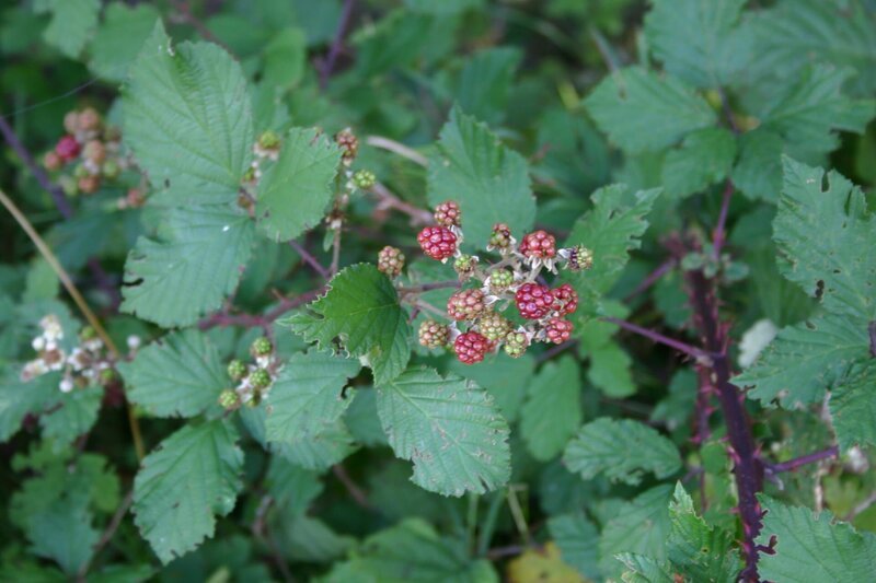 Brombeeren werden bei uns schon seit dem Mittelalter kultiviert. Sie sind äußerst artenreich, allein in Deutschland gibt es etwa hundert verschiedene Arten. – Bild: BR/​Annette Goossens