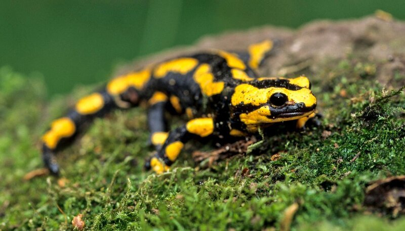 Feuersalamander leben in Deutschland in bewaldeten und hügeligen Regionen. – Bild: Jürgen Borris