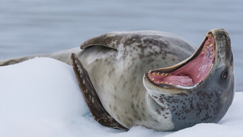 Seeleopard – Bild: RTL /​ WildBear Entertainment Pty Ltd /​ Leise Jäger