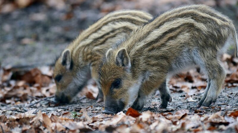 NDR Fernsehen EXPEDITIONEN INS TIERREICH, „Wildes Deutschland – Der Teutoburger Wald“, am Mittwoch (22.11.17) um 20:15 Uhr. Immer hungrig: Zwei Wochen alte Frischlinge suchen nach Bucheckern. Weitere Fotos erhalten Sie auf Anfrage. – Bild: NDR/​NDR Naturfilm/​Doclights GmbH