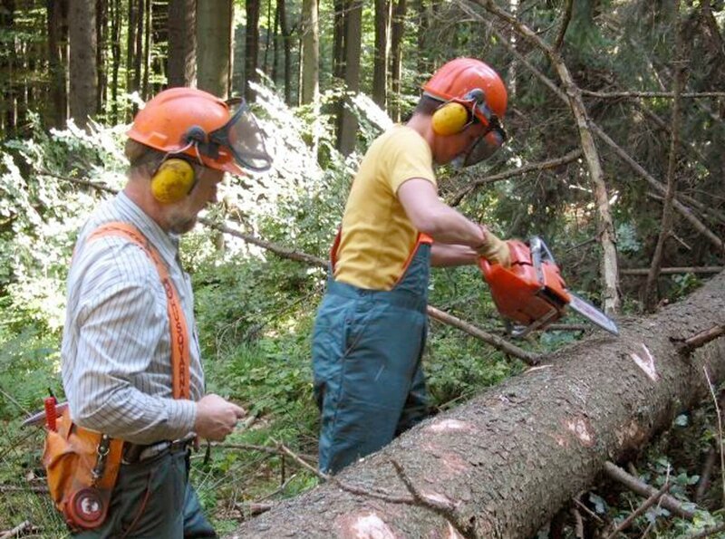 Willi beim beim Entasten eines gefällten Baumes. – Bild: BR/​Megaherz