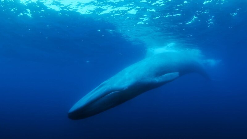 1989 stößt die US-Navy im Pazifik auf ein mysteriöses Tonsignal. Für den Meeresbiologen Dr. Watkins ist nach einigen Monaten klar, dass es sich dabei um Walgesang handelt. Die Verwendung des sendungsbezogenen Materials ist nur mit dem Hinweis und Verlinkung auf RTL+ gestattet. – Bild: RTL / (c) Courtesy of Bleeker Street 1989 stößt die US-Navy im Pazifik auf ein mysteriöses Tonsignal. Für den Meeresbiologen Dr. Watkins ist nach einigen Monaten klar, dass es sich dabei um Walgesang handelt. Die Verwendung des sendungsbezogenen Materials ist nur mit dem Hinweis und Verlinkung auf RTL+ gestattet. – Bild: RTL / (c) Courtesy of Bleeker Street