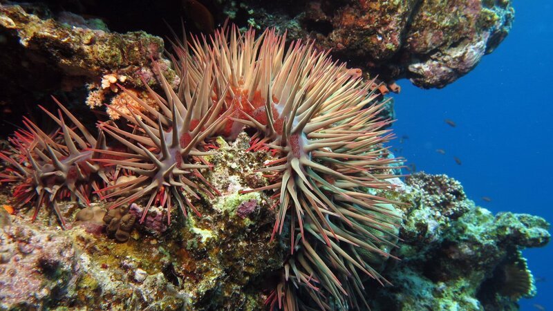 SRF DOK Die Wächter des Great Barrier Reef – Die Korallen Das Great Barrier Reef – kann diese unschätzbare Biodiversität noch gerettet werden? – Bild: SRF/​ARTE/​Getty Images/​iStockphoto