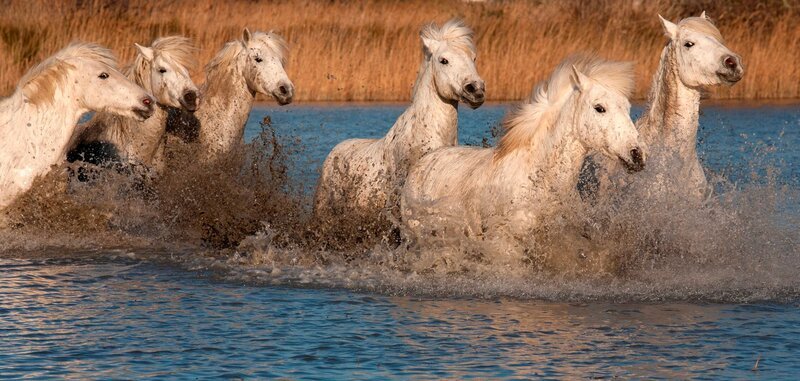 Die wilden Pferde in der Camargue, Frankreich. – Bild: WDR/​Heidi Engelhardt