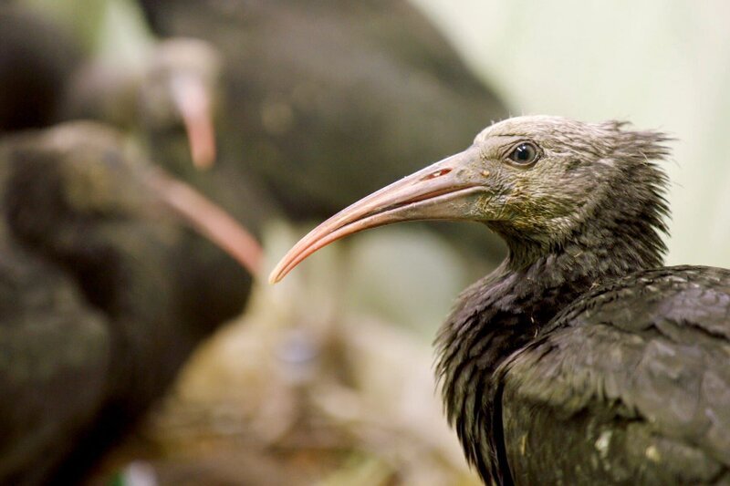 Der Waldrapp galt als vergessen, war seit Hunderten Jahren in Deutschland ausgestorben. Nur im Zoo haben einige Exemplare überlebt. – Bild: ARTE /​ MedienKontor/​Angelika Vogel