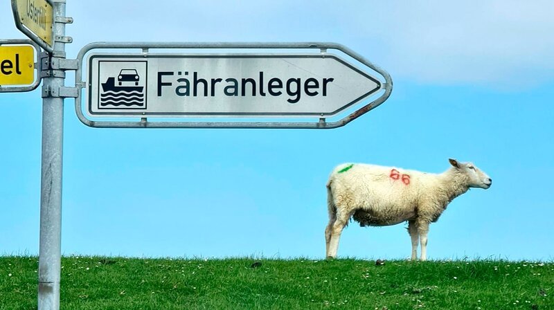 Wer Schafe mag, ist auf Pellworm richtig. Wer feinen Sandstrand will, nicht. Gras statt Sand heißt es hier. Die Strandkörbe stehen auf dem Deich, und bei Ebbe kann man sich statt in die Wellen ins Watt stürzen. Pellworm ist anders als die anderen nordfriesischen Inseln Sylt, Föhr oder Amrum. 1100 Einwohner, 2000 Kühe und 5000 Schafe. Die Tiere und die Natur haben hier das Sagen. Keine Touristenmeile, keine Partyzone, kein Gourmettempel – für viele macht aber gerade das den Charme des gerade 37 Quadratmeter kleinen Eilands aus. – Bild: phoenix/​ZDF-Studio Kiel