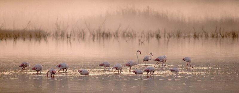 Flamingos kurz nach Sonnenaufgang in der Gialova-Lagune. – Bild: ZDF und ORF/​Wega Film/​Benny Trapp