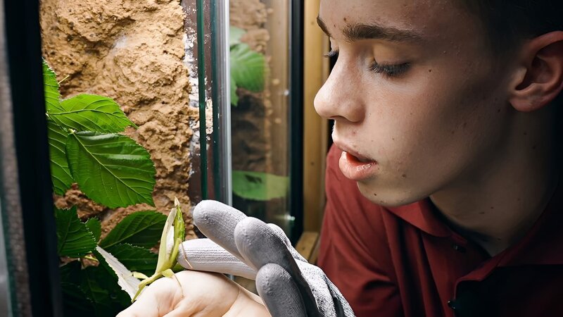 Luca hält eine Wandelnde Bohne im Insektenhaus im Zoo Leipzig. – Bild: MDR/​Cine Impuls Leipzig GmbH