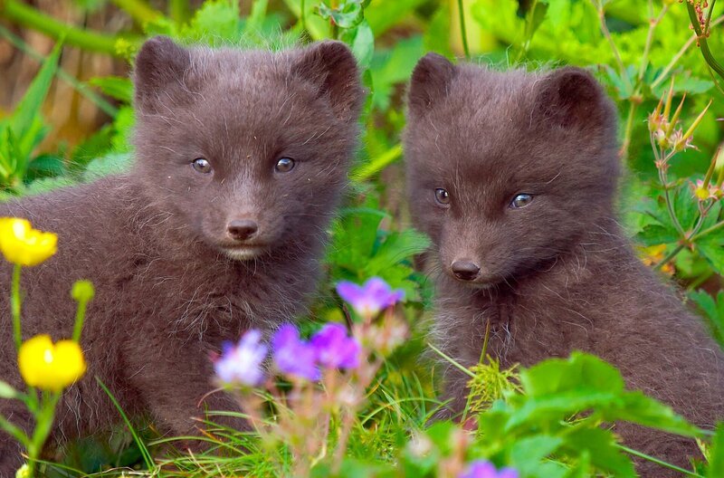 Nur ein Landtier eroberte aus eigener Kraft die entlegene Insel: der Polarfuchs. – Bild: WDR/​Tobias Mennle Filmproduktion