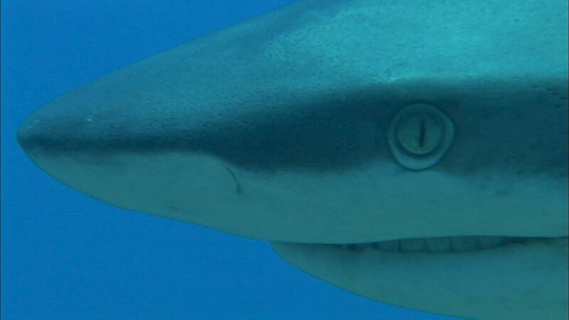 Bild: ZDF und Christian Petron Bild: ZDF und Christian Petron