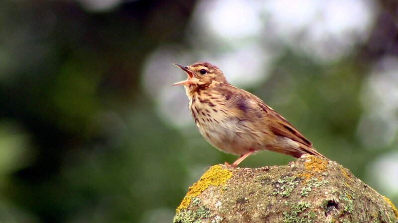 Hänfling singt. – Bild: mdr/phoenix/ARTE France/Songbirds Film Hänfling singt. – Bild: mdr/phoenix/ARTE France/Songbirds Film