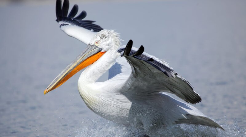 Ein Krauskopf-Pelikan am Kerkini-See. Hier ist das Überwinterungsgebiet einer der größten Pelikan-Kolonien der Welt. – Bild: BR/​Doclights/​NDR/​NDR Naturfilm/​Johannes Berger/​Stephan Krasser