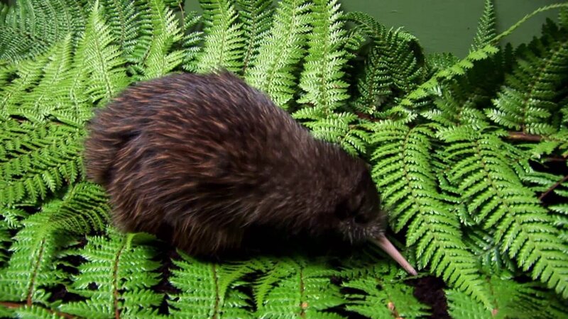 Kiwis eggs are so big to help the chick to develop – Bild: Animal Planet