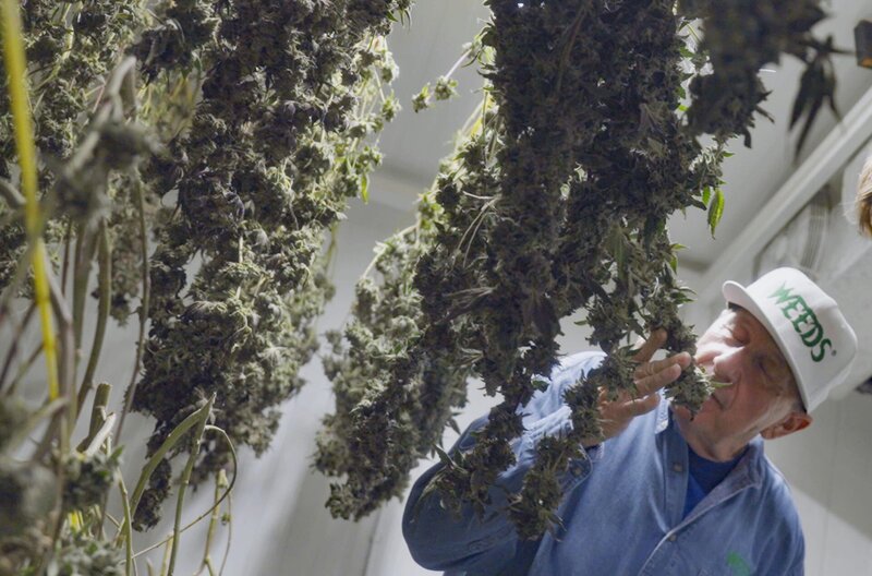 Ein kanadischer Cannabis-Farmer prüft im Trockenraum die Blüten. Seit 2018 ist der Cannabis-Konsum für Erwachsene legal. Kanada galt bei der Entwicklung des deutschen Cannabis-Gesetzes als Vorbild. – Bild: SWR/​Gidon Lasch