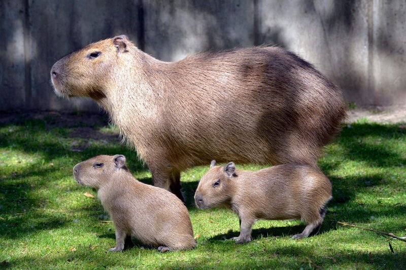 Wasserschwein mit Nachwuchs im Zoo Berlin. – Bild: rbb/​Thomas Ernst