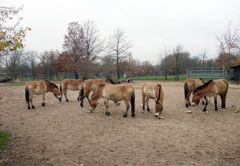 ARD/​SWR EISBÄR, AFFE & CO FOLGE 160, „Zoogeschichten aus Stuttgart“, am Donnerstag um 16:10 Uhr im ERSTEN. Bei den Przewalskipferden, die in der Wilhelma die bestmögliche Pflege erhalten, gibt es ein Sorgenkind: Die Hufe von Stute Maura müssen nach der OP kontrolliert werden. – Bild: SWR/​Jens Klingler