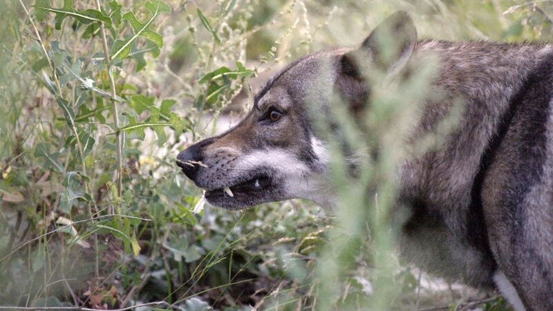 Der Wolf-Hund ist wilder als seine domestizierten Verwandten. – Bild: BR/​epo-film/​Attila Boa