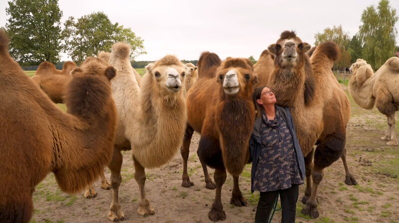 Die besten Tipps für einen Wochenendausflug ins Freie. An der Reiseroute liegen der Wildpark Schorfheide, der Zoo Eberswalde und der Freizeitpark Germendorf. Wir stellen 30 spannende Orte in Brandenburg vor, wo Naturfreunde eine faszinierende Tierwelt erleben können. – Kamelhof Nassenheide. – Bild: rbb/​Guido Kilbert