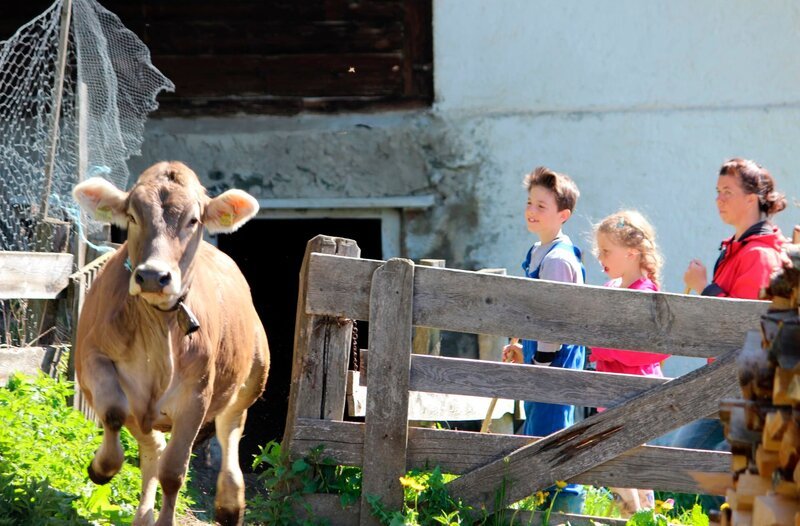 Philipp lebt auf dem höchstgelegenen Hof in Obernberg in Österreich: 1.500 m über dem Meeresspiegel. Er möchte Bauer werden, wie sein Vater. Also packt der Zehnjährige kräftig mit an, denn Maschinen haben hier oben am Berg kaum Platz. Nach alter Tradition hilft Philipp auf dem Feld, beim Hüten und Füttern der Kühe – vor allem aber bei der Aufzucht kleiner Stiere. – Philipp bleibt lieber hinter dem Zaun, wenn die Kühe nach dem Winter raus dürfen. – Bild: rbb/​Pangolin Doxx