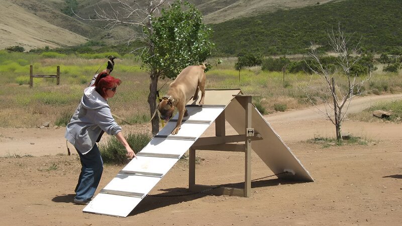 Tia trains Cody to walk over the A Frame. – Bild: Discovery Communications Inc