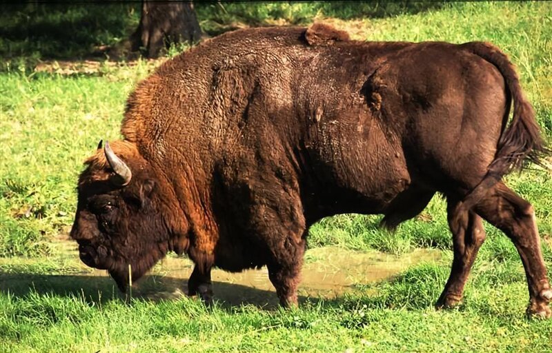 Während des Sommers sind sie im dichten Urwald kaum zu entdecken, obwohl sie die größten Tiere sind, die in Europa leben. Im Winter stehen die Chancen besser: Im frischen Schnee sind ihre Fährten nicht zu übersehen, und weit hinten zwischen den Bäumen lassen sich ihre massigen schwarzen Silhouetten erkennen: europäische Bisons – Wisente – noch höher gewachsen als ihre amerikanischen Verwandten. – Bild: BR