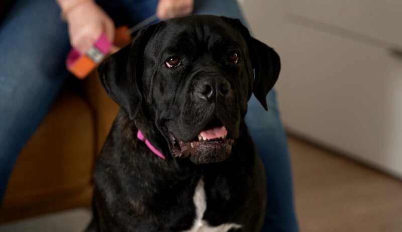 Auf die neuen Besitzer der 2jährigen Cane Corso-Hündin Cora wartet eine große Herausforderung. Denn die Hündin ist unerzogen und distanzlos. – Bild: RTL
