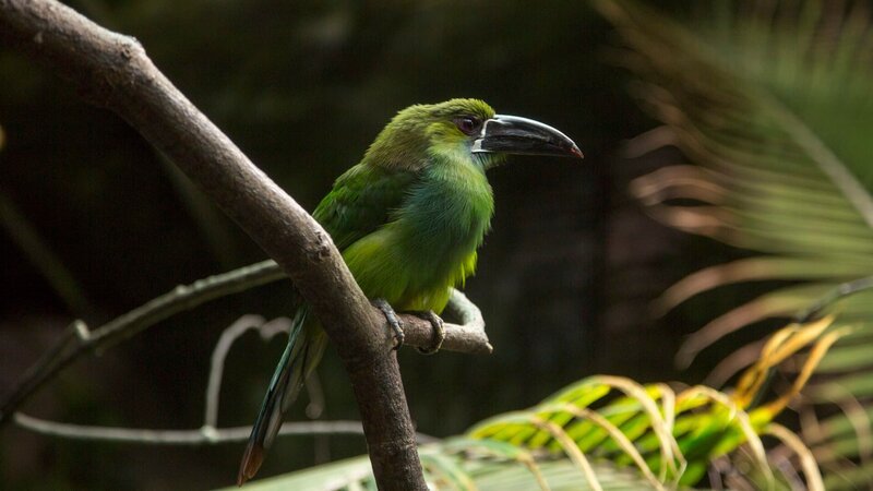Birds of Paradise – Bild: Discovery Communications