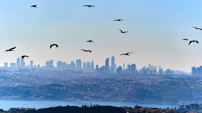 Störche fliegen über den europäischen Teil Istanbuls, dem modernen Istanbul. – Bild: ZDF und ORF/​Epo Film/​Norbert Sommer