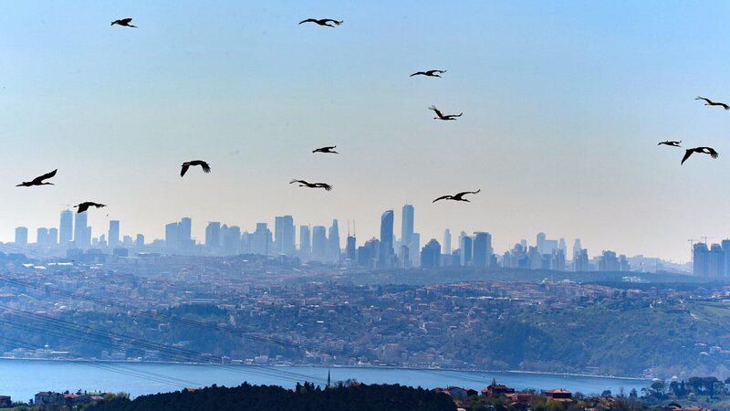 Störche fliegen über den europäischen Teil Istanbuls, dem modernen Istanbul. – Bild: ZDF und ORF/​Epo Film/​Norbert Sommer