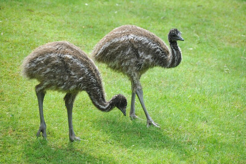 rbb Fernsehen PANDA, GORILLA & CO., TEIL 210, „Geschichten aus dem Zoo Berlin und dem Tierpark Berlin“, am Freitag um 21:00 Uhr. Kindersegen bei den Emus im Revier von Christian Möller. Bei den flugunfähigen Laufvögeln sind interessanterweise die Väter sowohl für das Ausbrüten als auch für die Aufzucht verantwortlich. – Bild: rbb/​Thomas Ernst