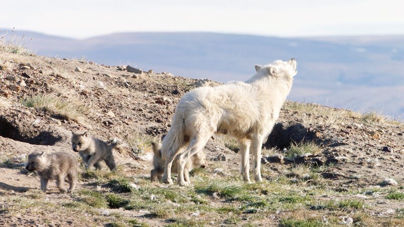 Wolves – Bild: CuriosityStream Inc.