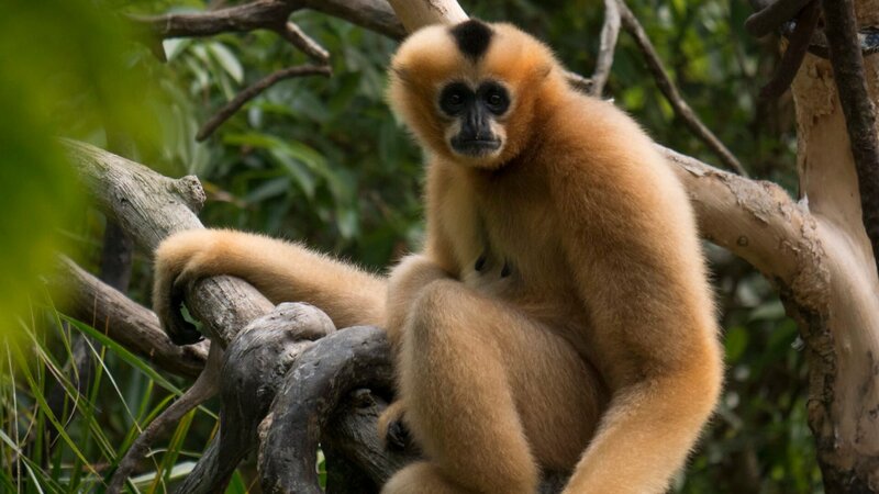 Gibbon on Exhibit – Bild: Discovery Communications
