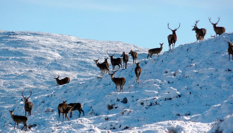 ARD/​NDR SCHOTTLAND, „Herbe Schönheit am Atlantik“. Im Winter ziehen die Hirsche auf die Berggrate, wo der stete schottische Wind das spärliche Gras frei weht. – Bild: NDR/​Naturfilm