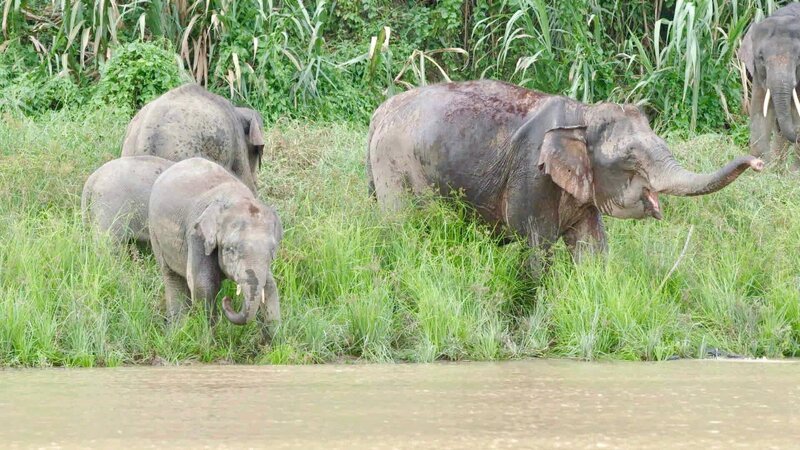 Asiatische Elefantenherde. – Bild: ORF/​ZDF