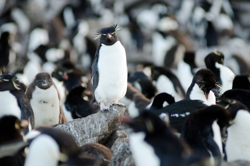 Felsenpinguine leben hoch auf den Klippen. – Bild: 3sat