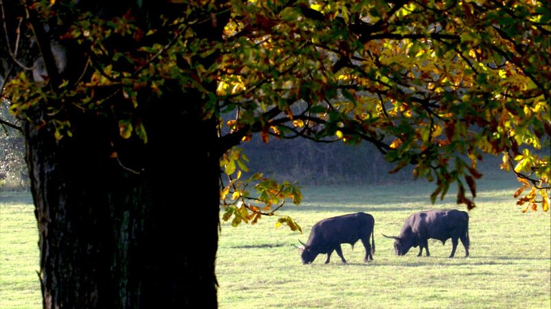 Auerochsen. – Bild: 3sat