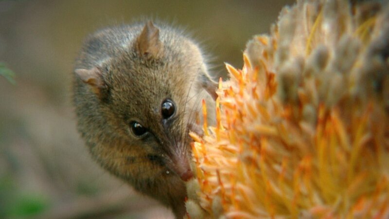 Ein Honigopossum auf einer Blume. – Bild: ORF/​ZDF
