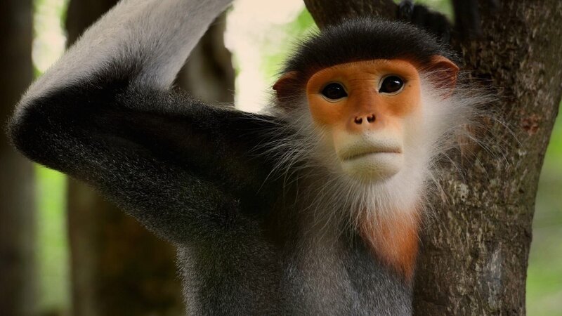 Rotschenkliger Kleideraffe. – Bild: ORF/​ZDF/​Wild Thring Media